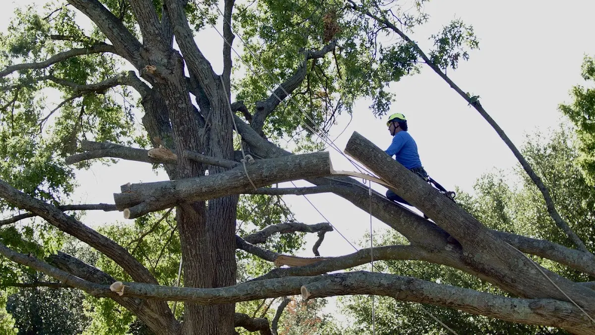Professional Crown Thinning performed by certified arborists in Macon