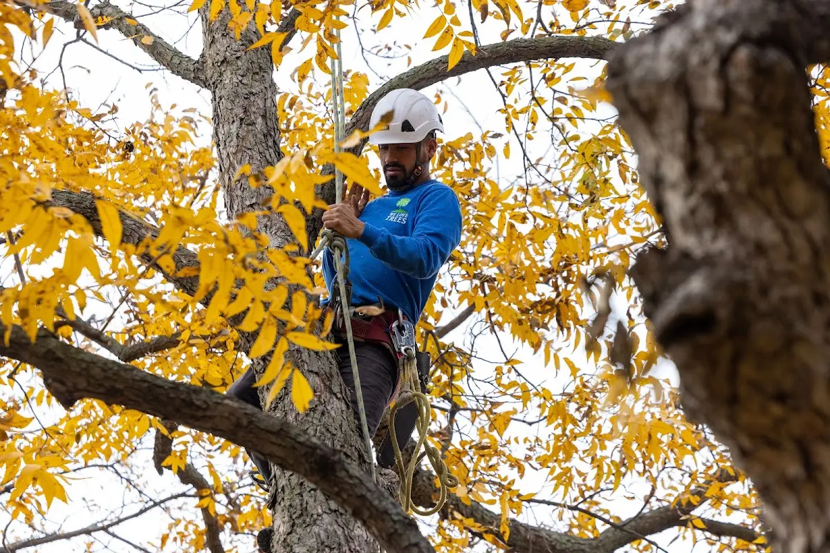 Skilled Tree Trimming crew working in Macon